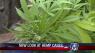 New hemp law prompts Nueces County to not prosecute some marijuana cases