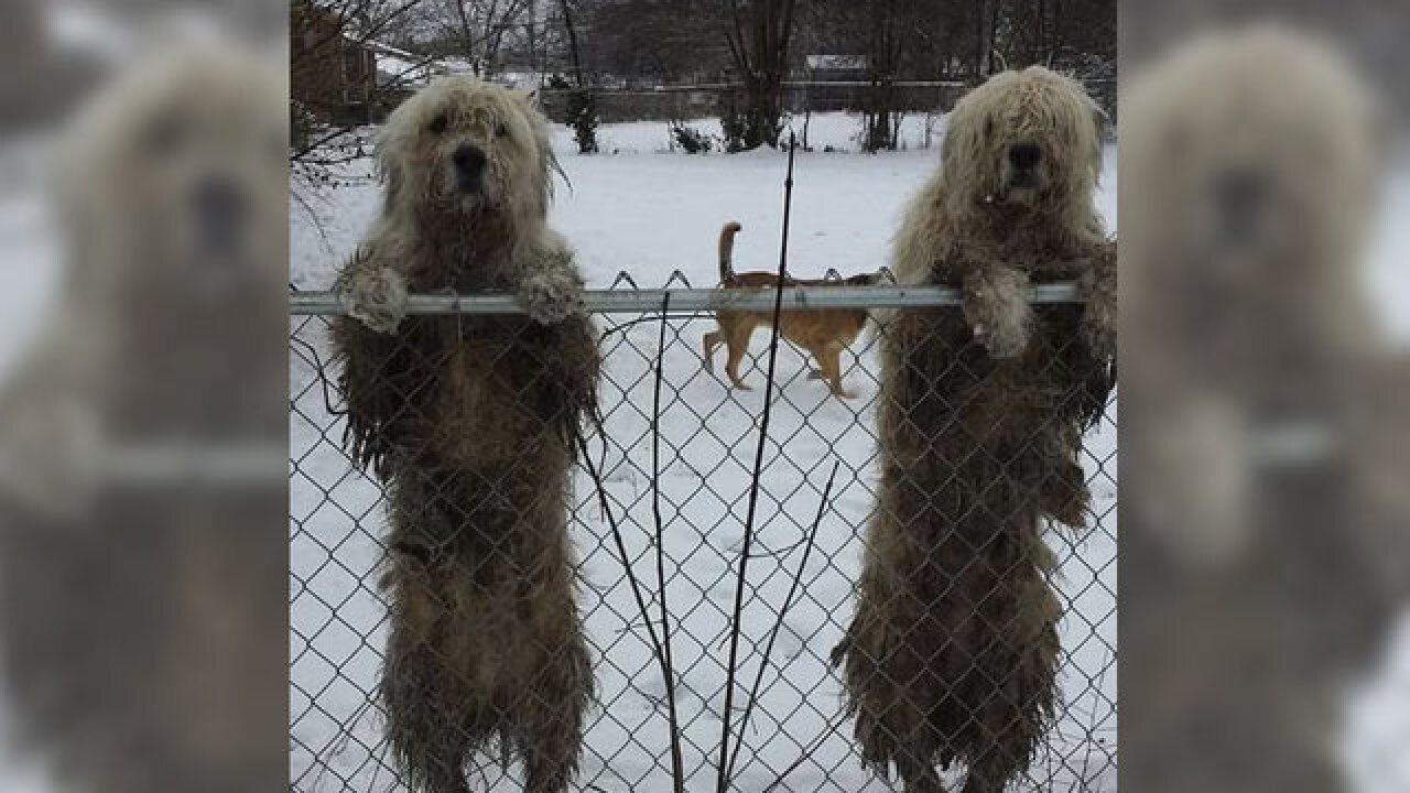 Dog Found Dead In Freezing Cold Weather