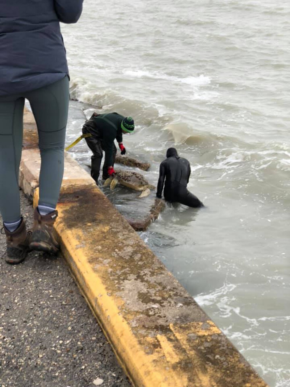 sea turtle rescue CG (2).jpg
