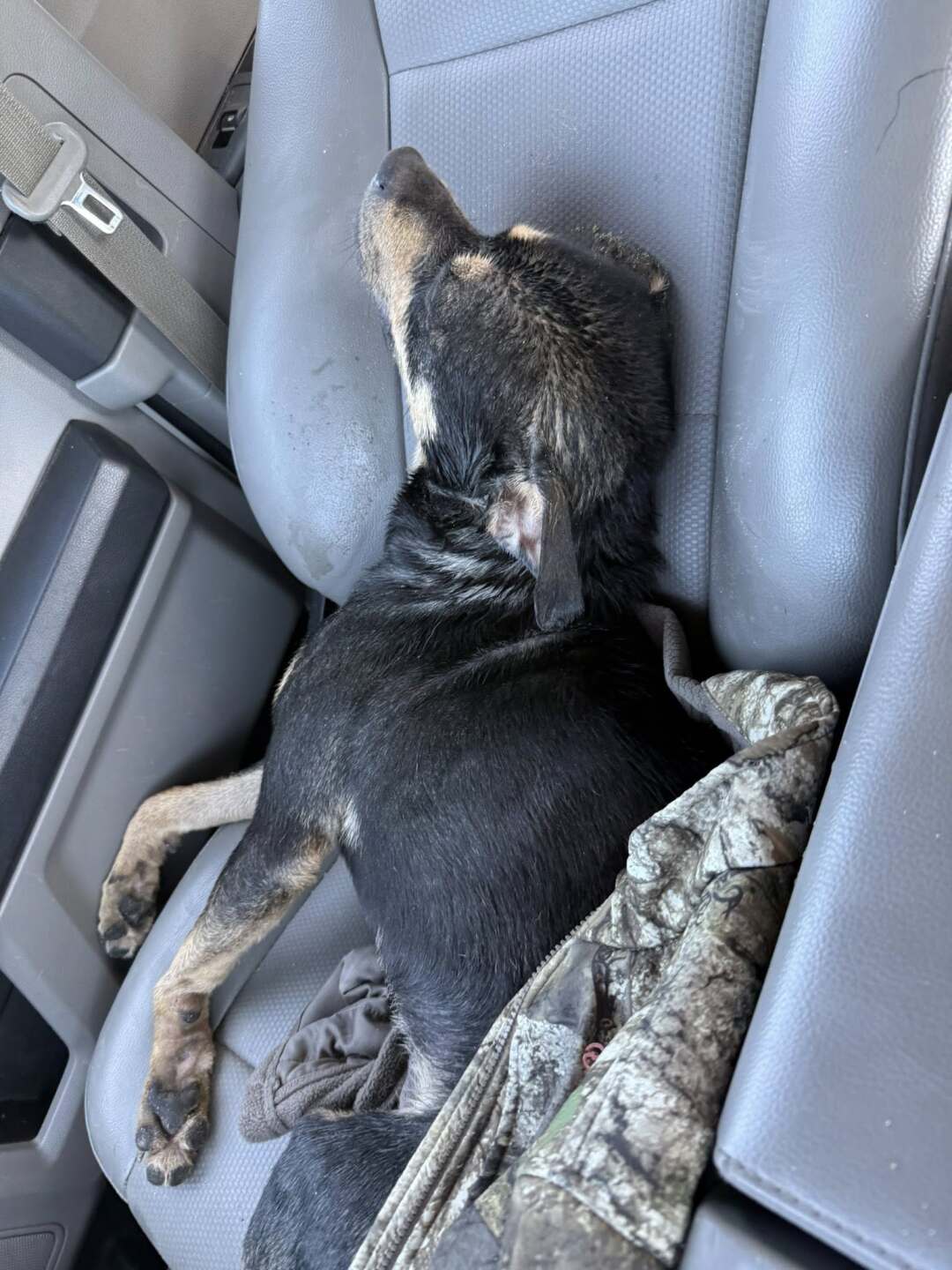 Benson Boone dog pulled from Rockport Beach