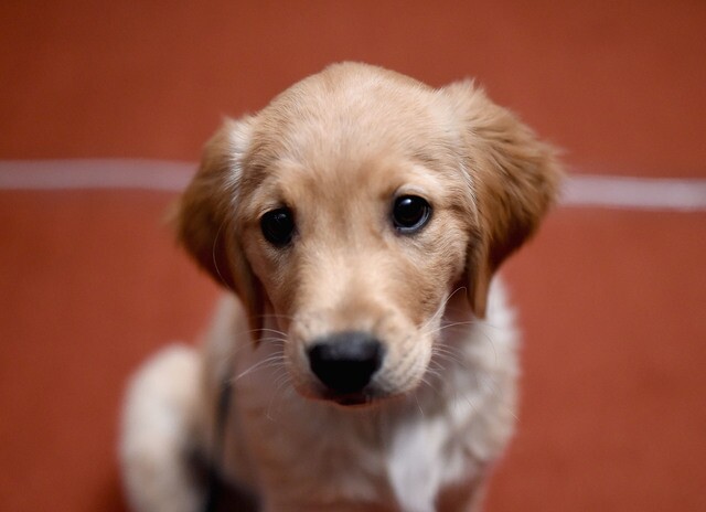 Top 8 Denver dog breeds and what they looked like as pups