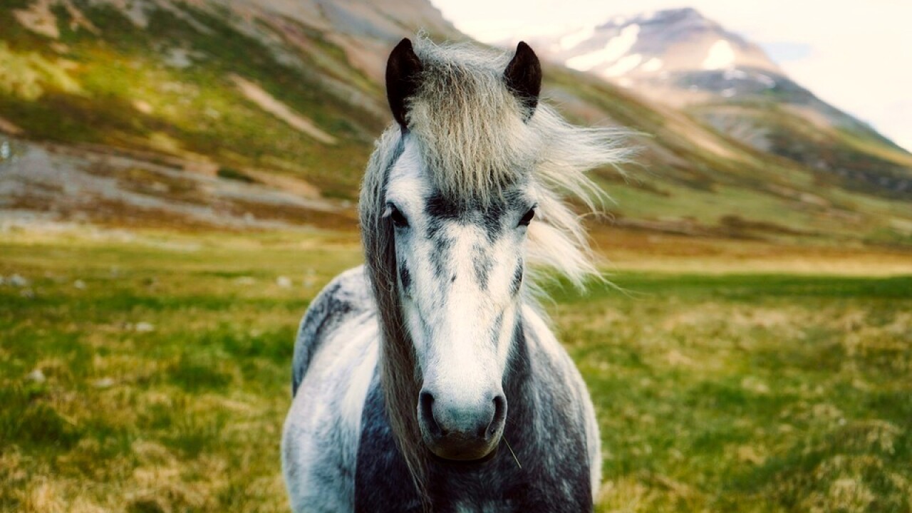 Horse-3.jpg