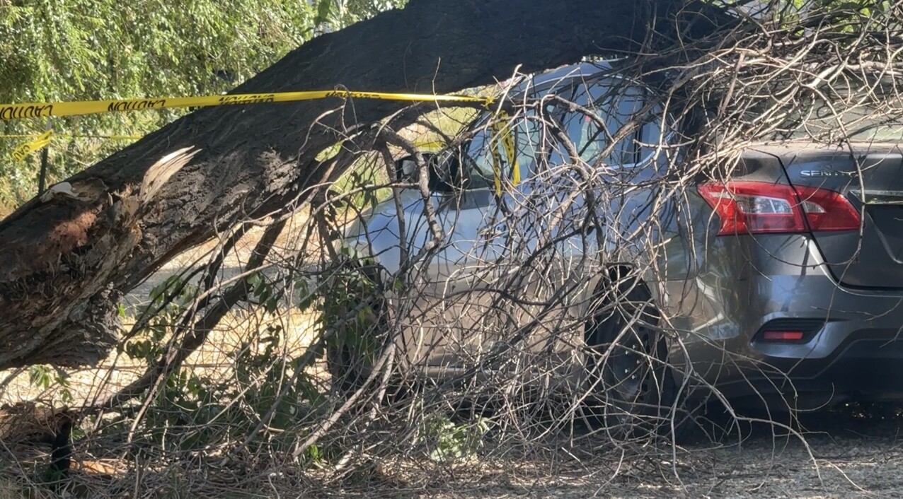 Tree on car 