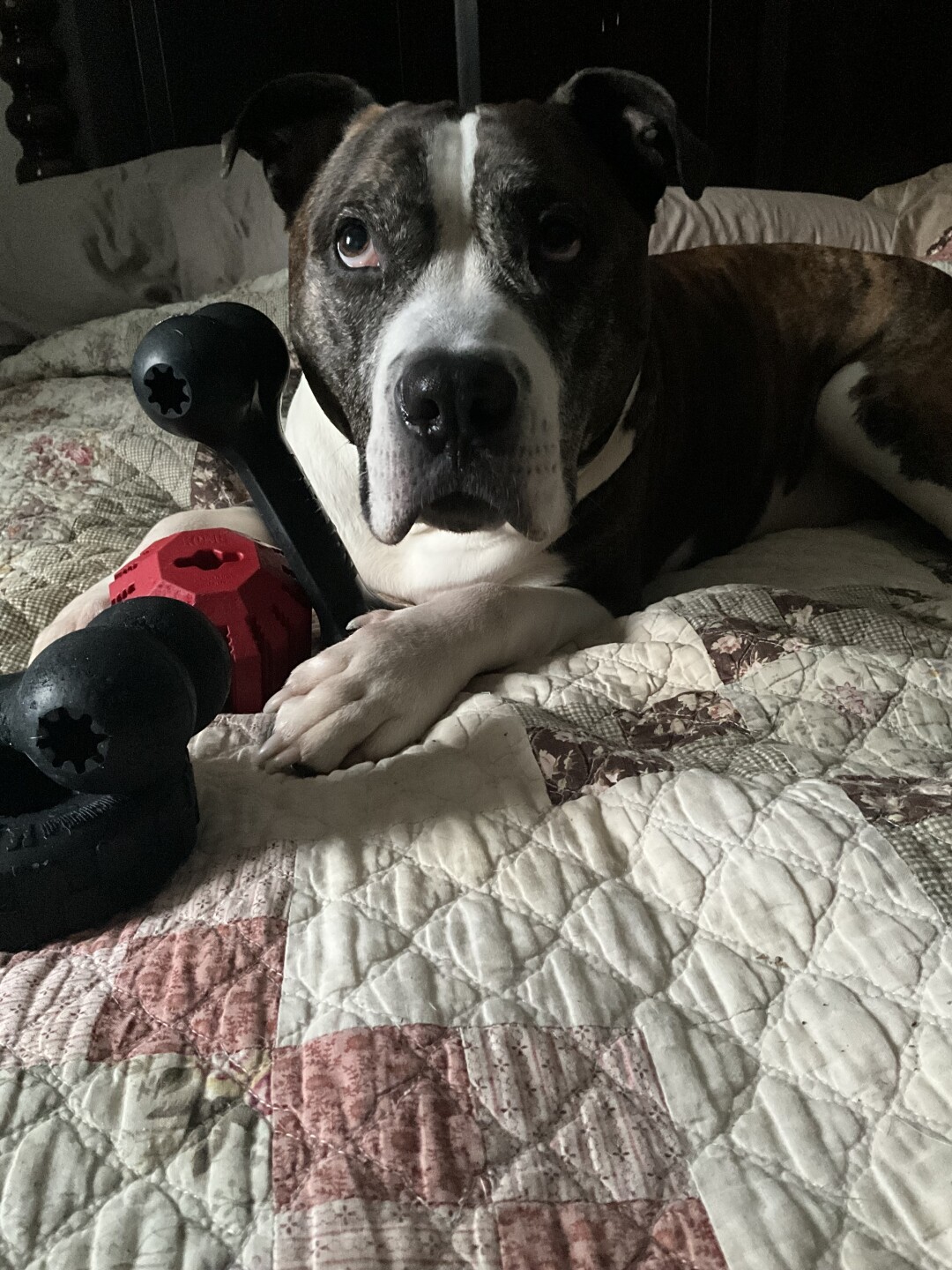 Dog walking forecast