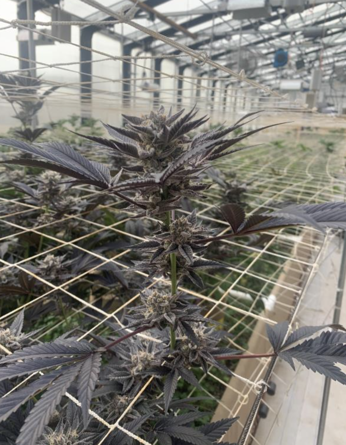 Illegal Marijuana Farm