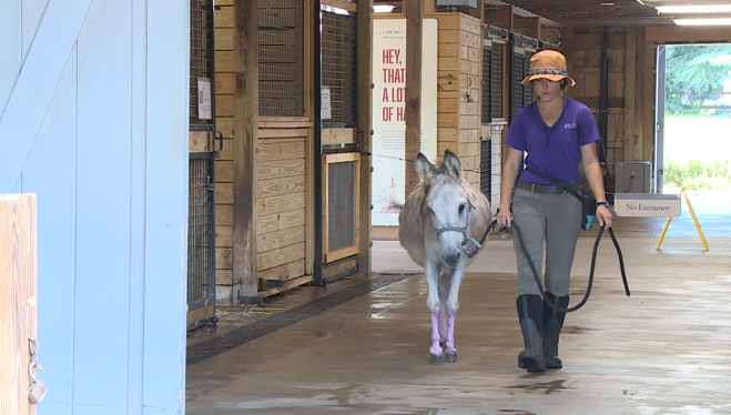 Percy Maymont Donkey 01.png