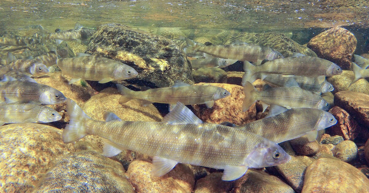 After finding 300 dead mountain whitefish, CPW implements voluntary fishing closure on stretch of Yampa River