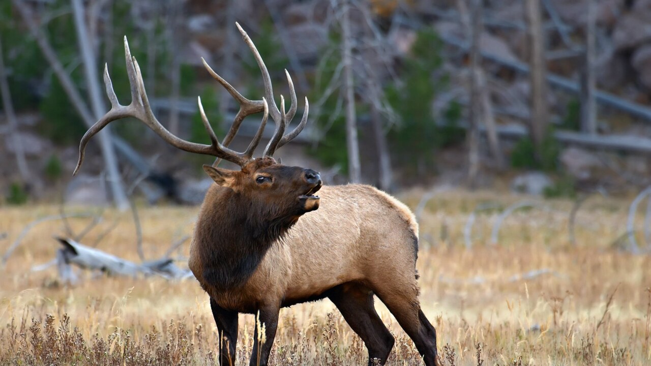 Elk 2.jpg