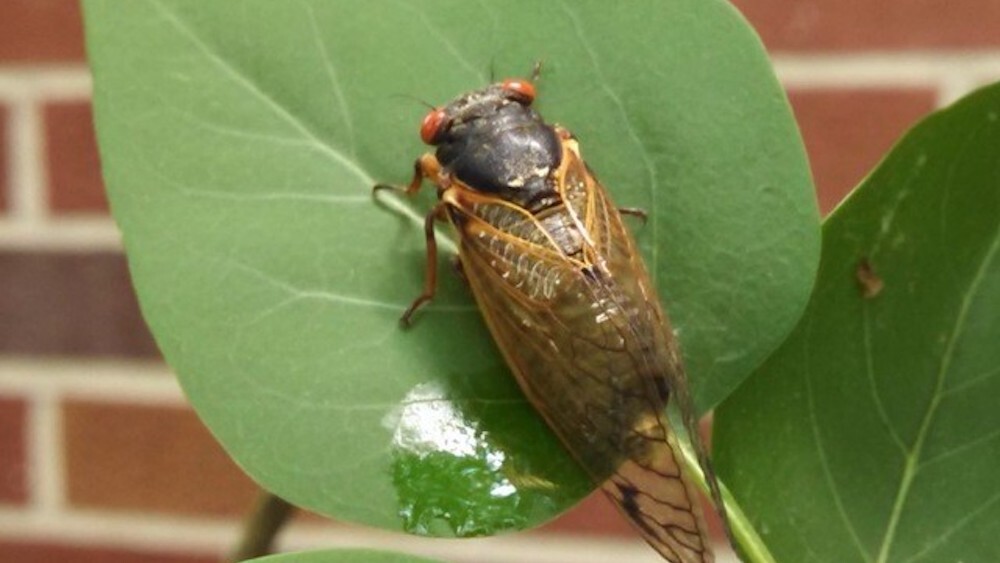 Cicada