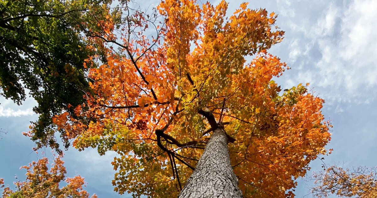 More mild weather ahead