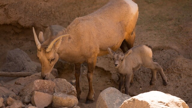 Babies of the Sonoran Desert