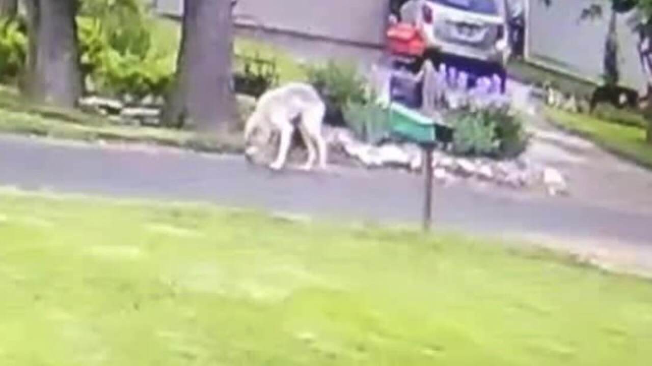 Wolf Like Creature Spotted In Racine County