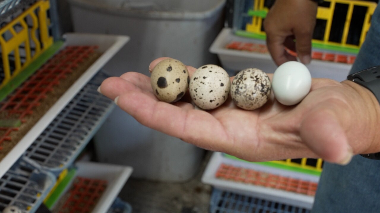 EGGS.jpg