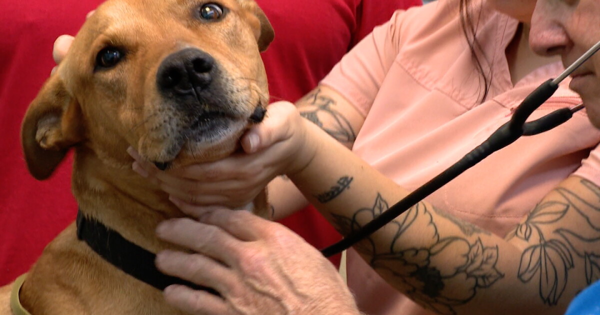 Mystery dog illness makes its way to Texas - Vimarsana News