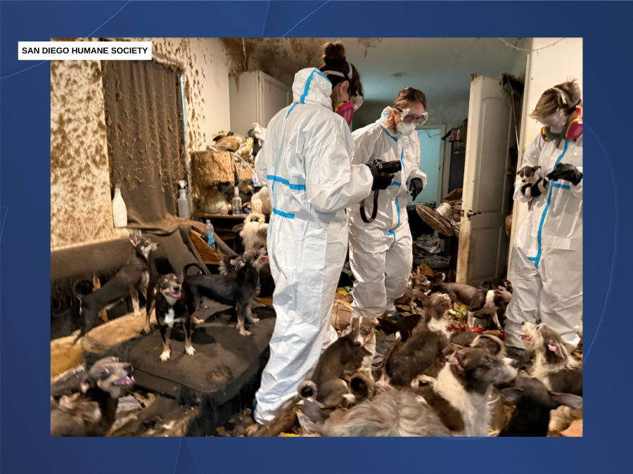 sdhs_home_dog_rescue2_123025.png