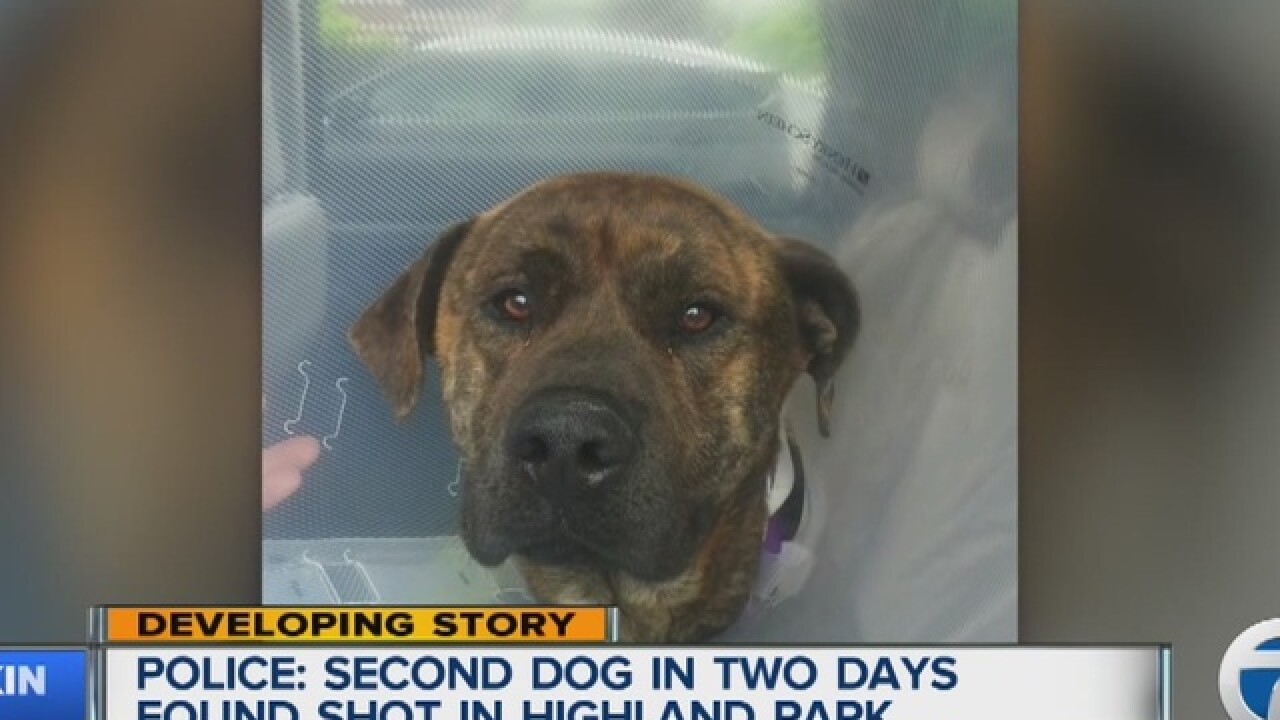 Mastiff mix rescued, recovering from gunshot