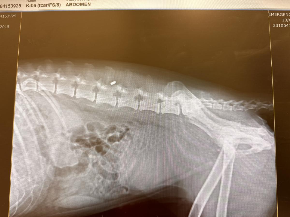 Kiba xray of pellet lodged near spine Oct 2023