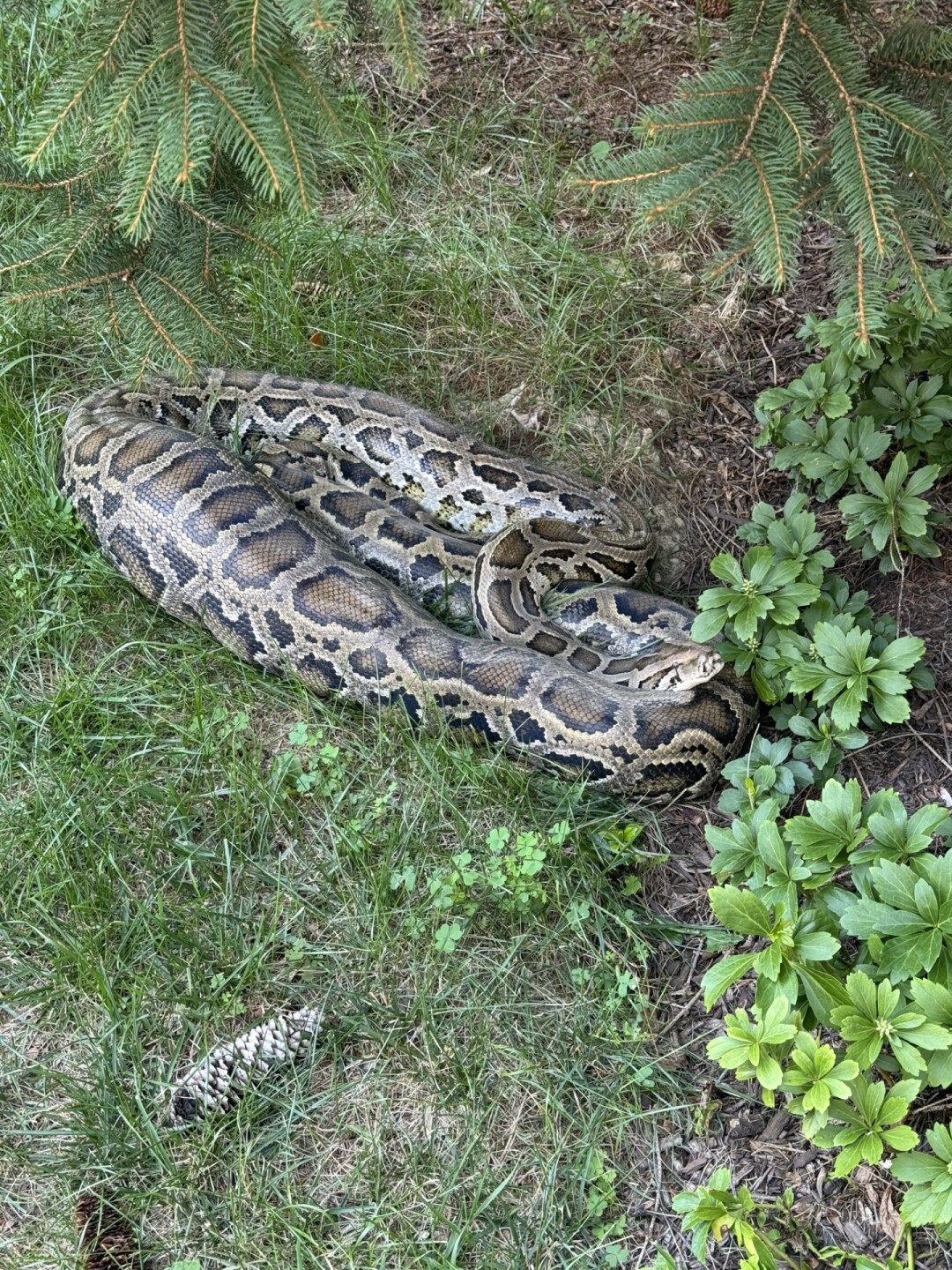 All Star Pest Management capture a 10-foot python in a Pikesville backyard
