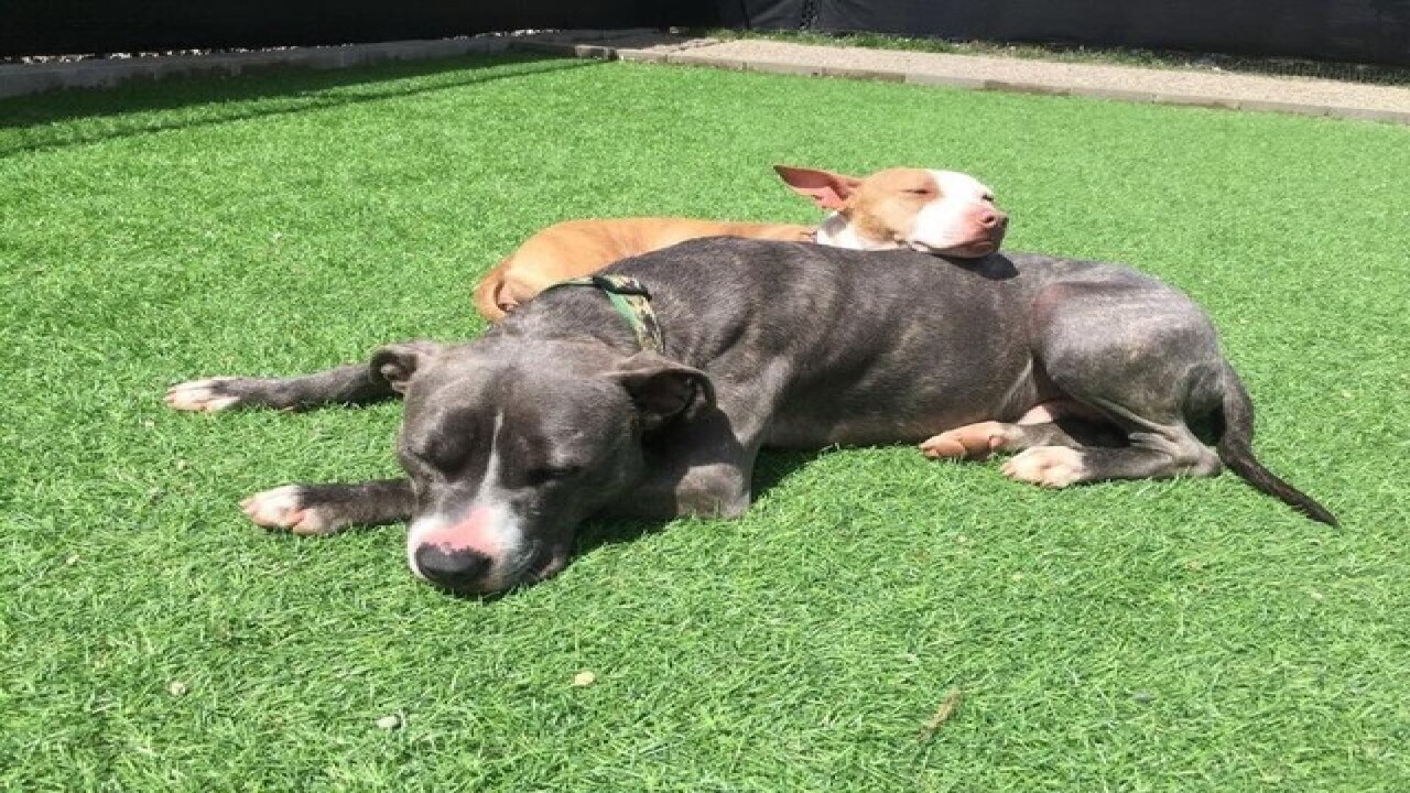 Dogs best friends at Detroit shelter