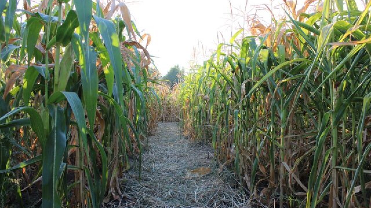Check out these amazing corn mazes this fall
