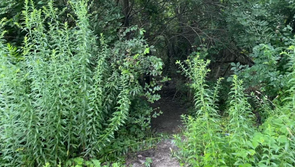 Screenshot 2024-07-09 190051.jpg