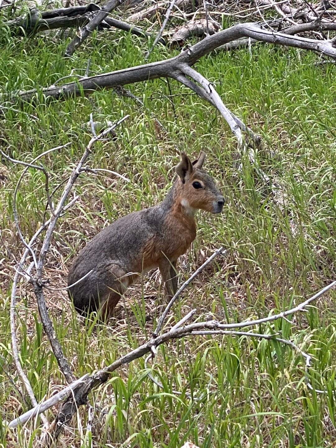 Patagonia Mara in lakewood.jpeg