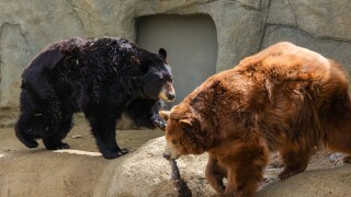 California Living Museum (CALM) bears Louie and Cinnamon