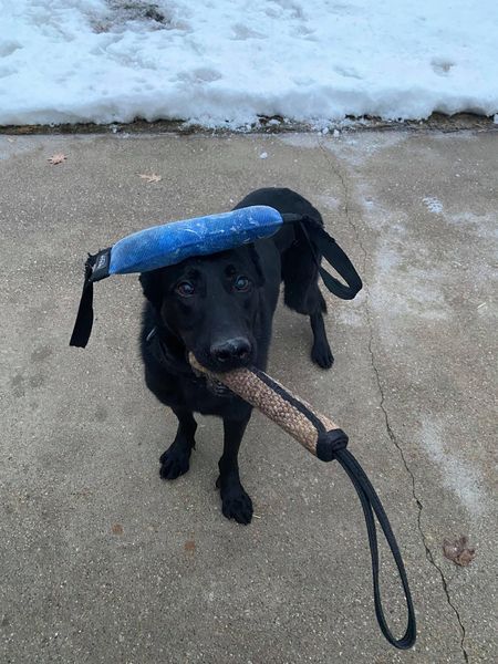 K9 Jett off duty - Wyoming Police Department - City of Wyoming social media