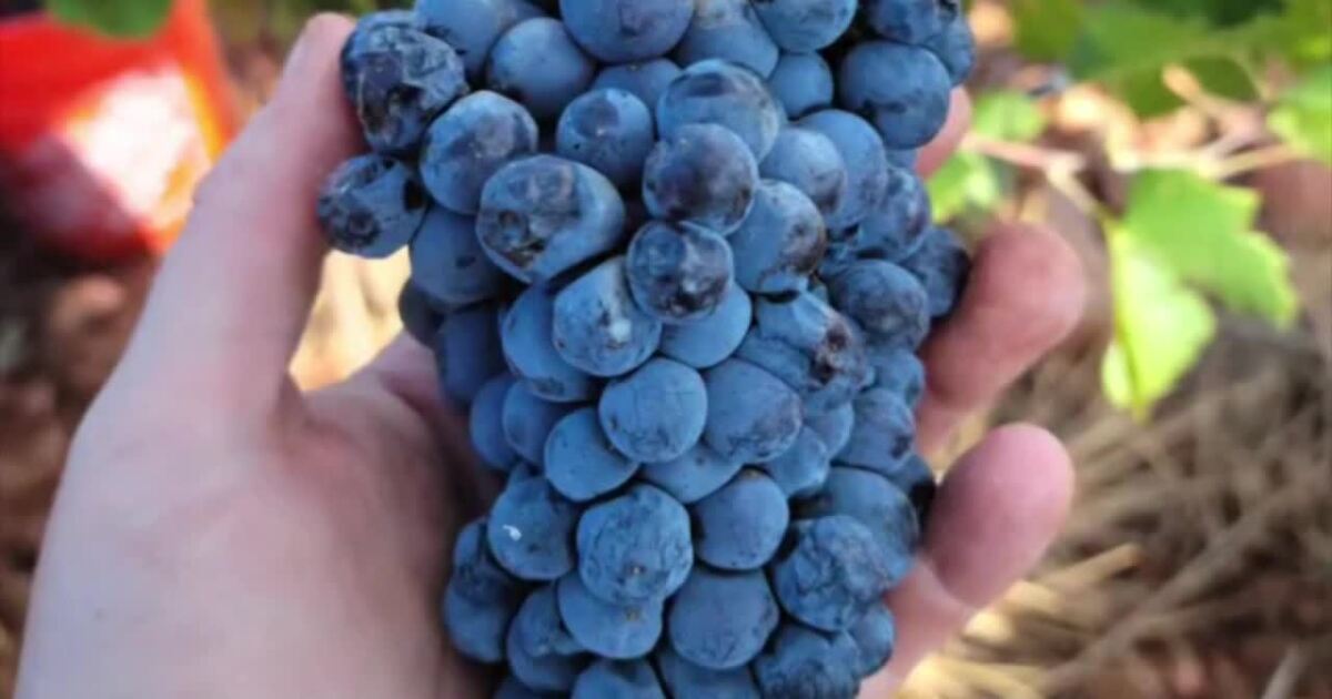 Sonoita vying to become next Napa