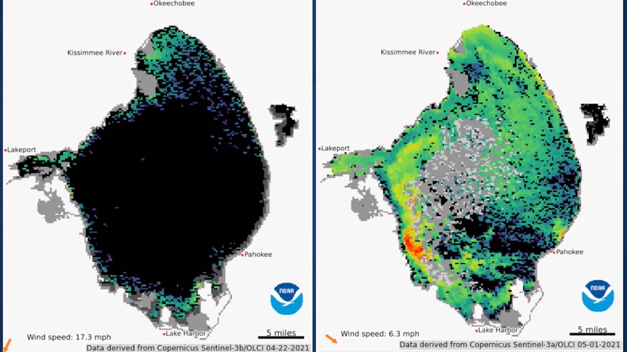 Algae levels on Lake Okeechobee on April 22 and May 1, 2021 from NOAA satellites