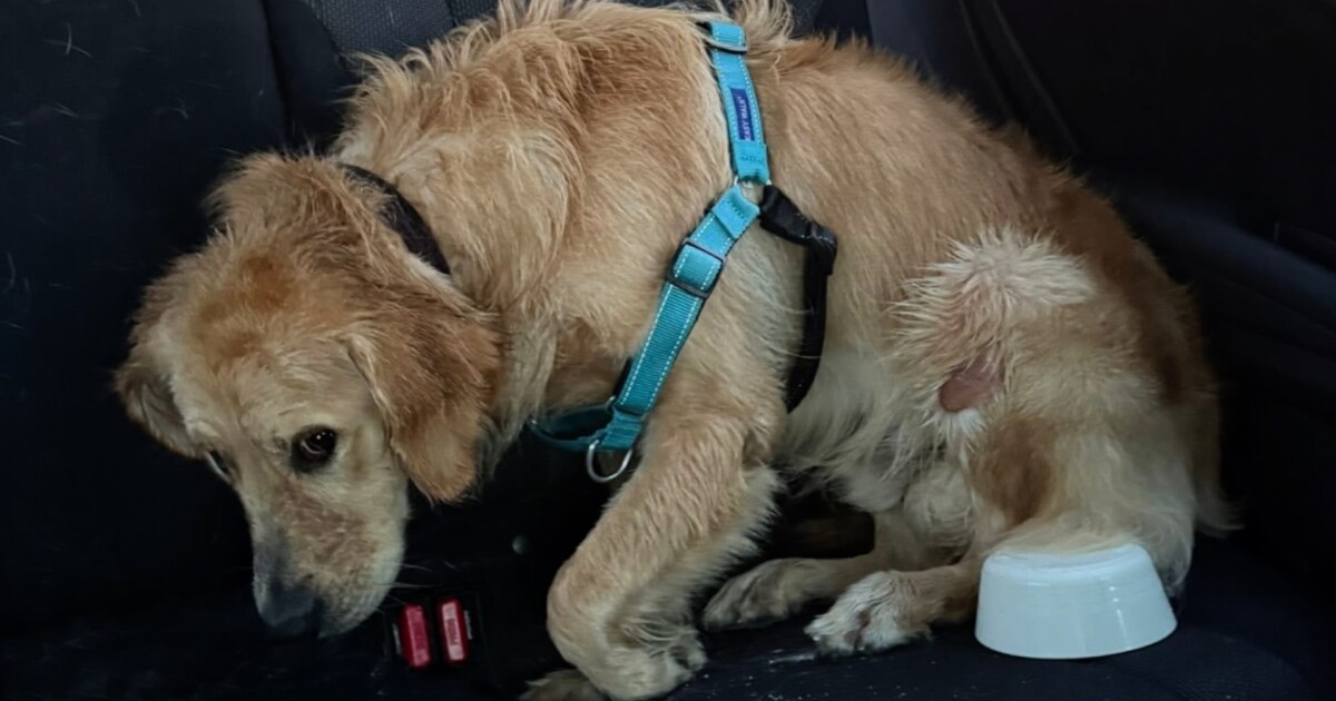 Eaton County dog trainer faces felony animal abuse charge