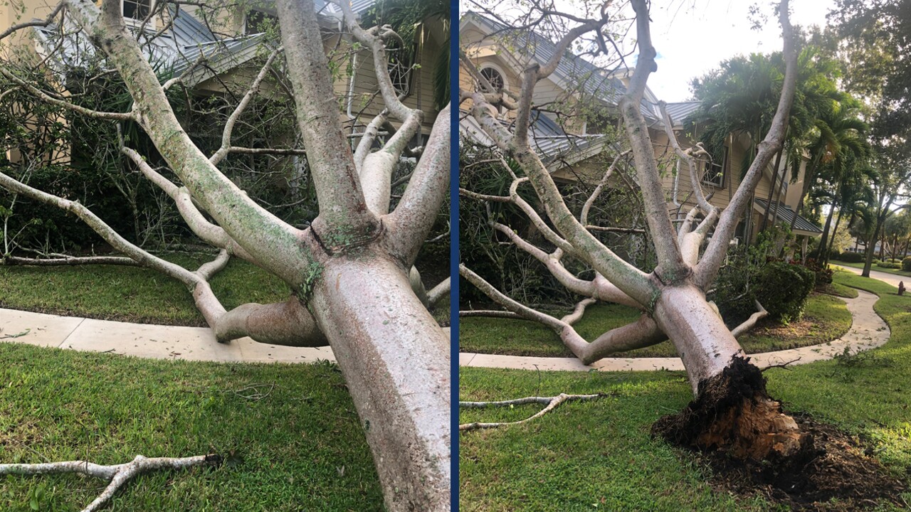 A fallen gumbo limbo tree in Boynton Beach from Hurricane Nicole, Nov. 10, 2022.jpg