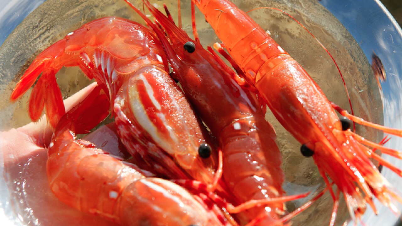 Things To Do In Tampa Bay This Weekend November 10 12