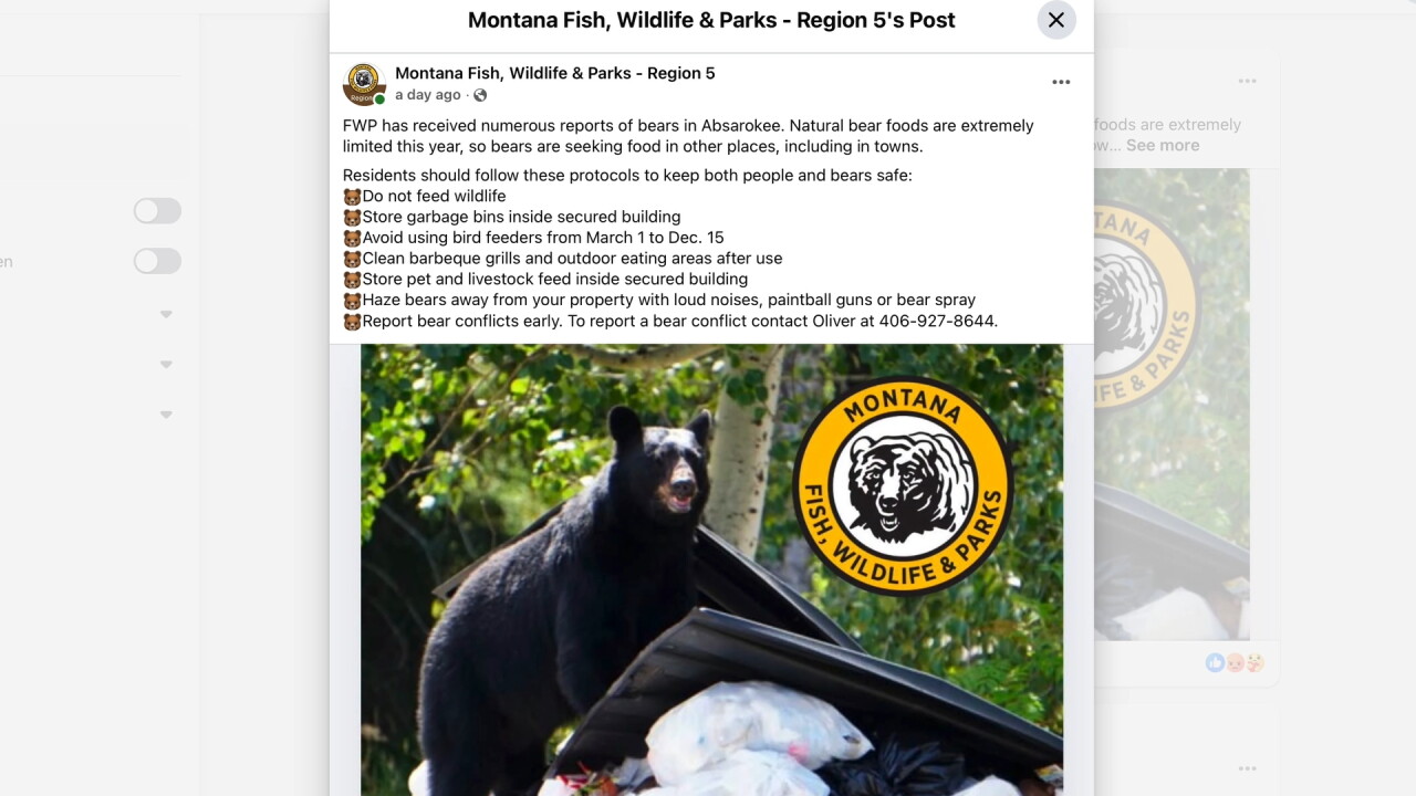 absarokeebear5_2.10.1.jpg