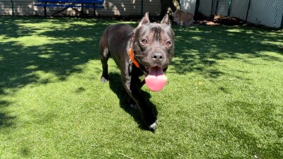 Dog left on I-275