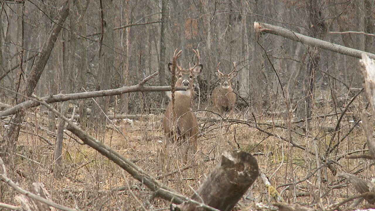 Deer.jpg