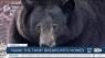 500-lb bear breaks into Lake Tahoe homes