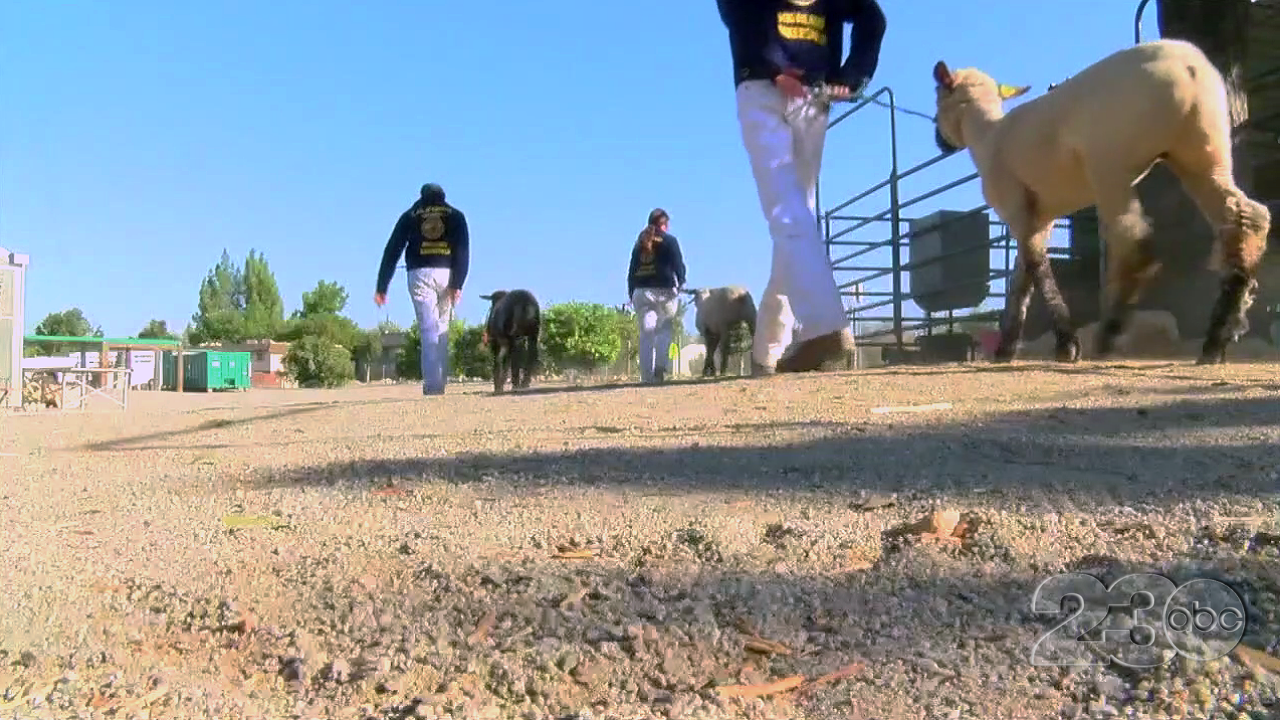 Kern County Fair Livestock Show