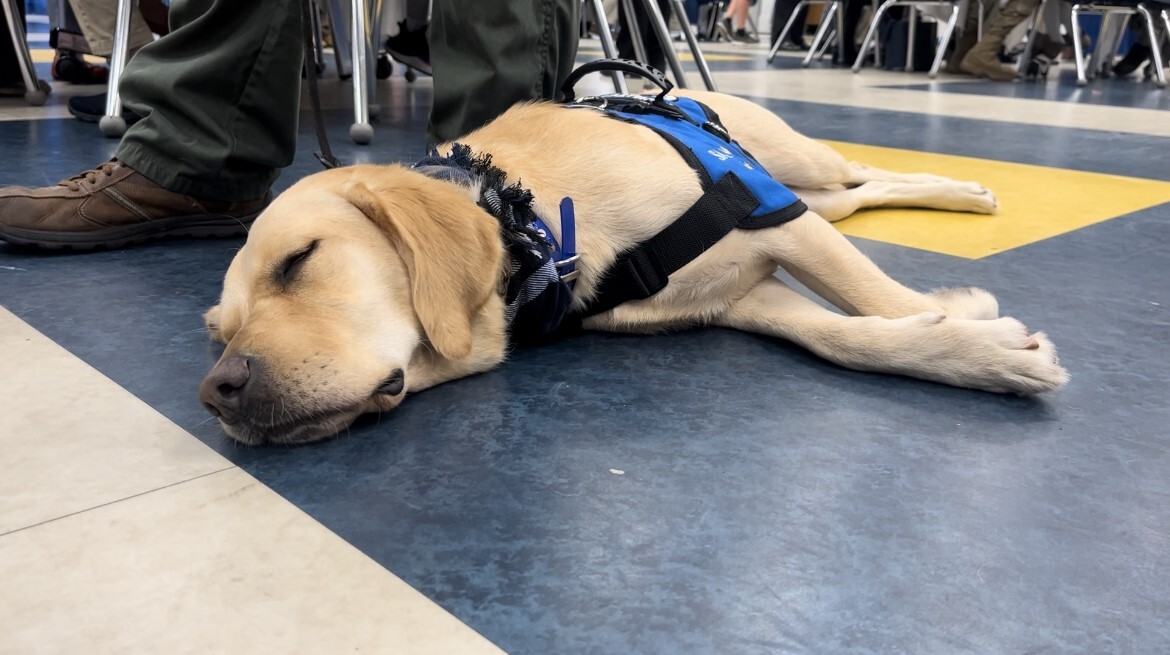 jett service dog 2.jpg
