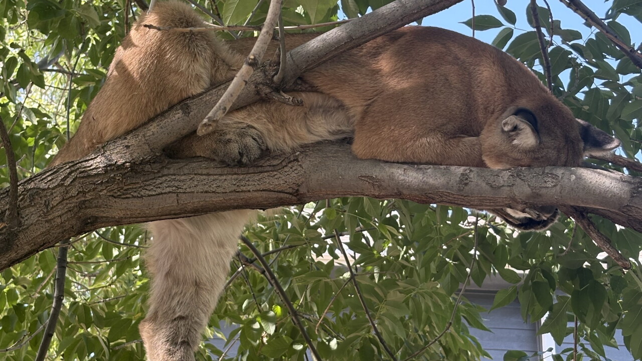 Colorado Parks and Wildlife plans to relocate mountain lion found in Westminster tree_1.jpeg
