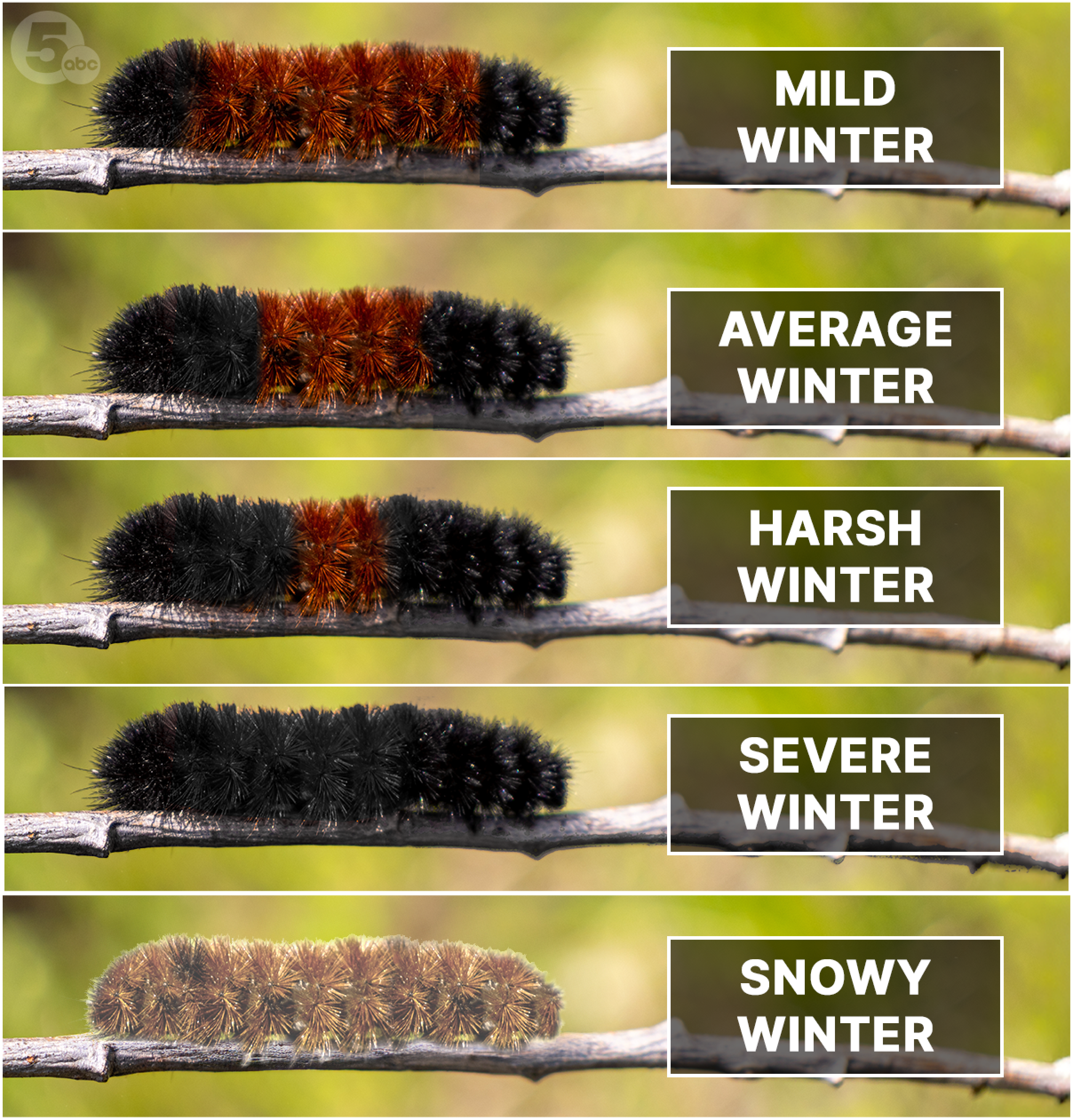 Can Woolly Bear colors predict the winter?