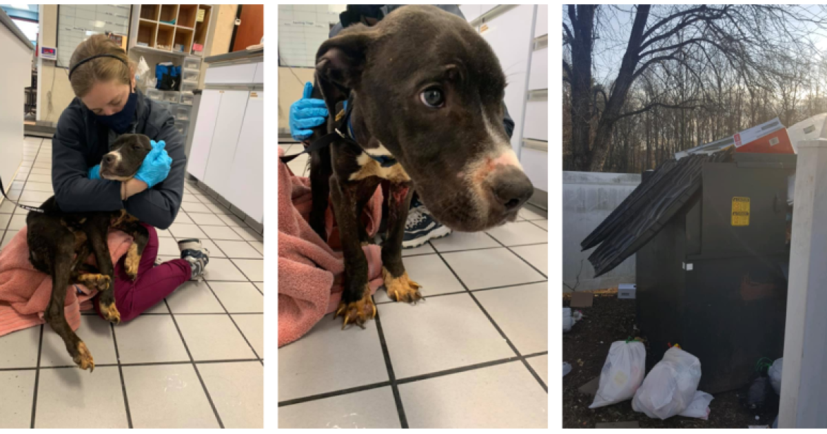 Dog found emaciated in Richmond dumpster