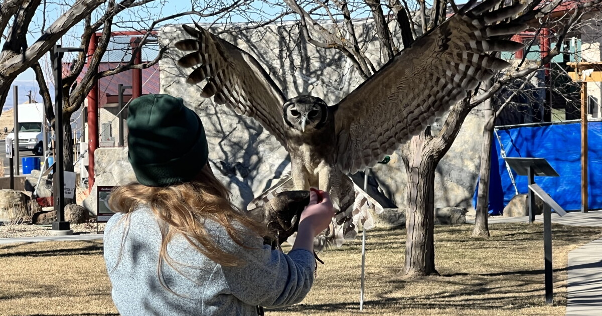 Fall Flights returning to World Center for Birds of Prey - Vimarsana News