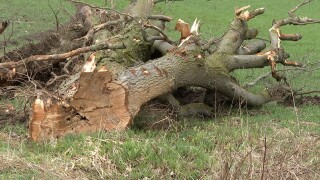 tree.jpg