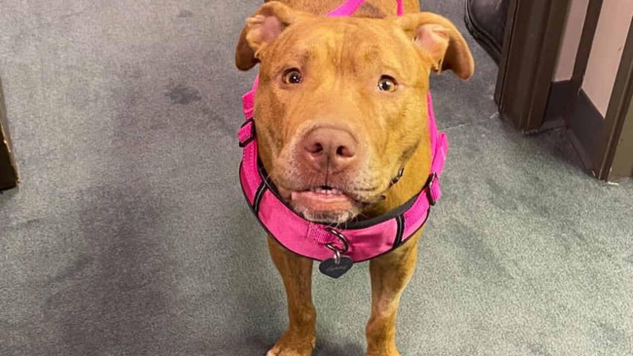 Sunny, a dog rescued from animal abuse