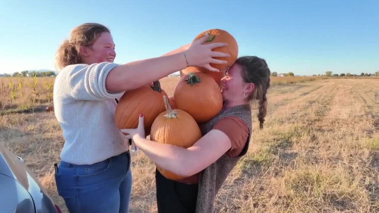 Carry as many pumpkins as you can for just $5 at Hooper Pick UR Pumpkin patch