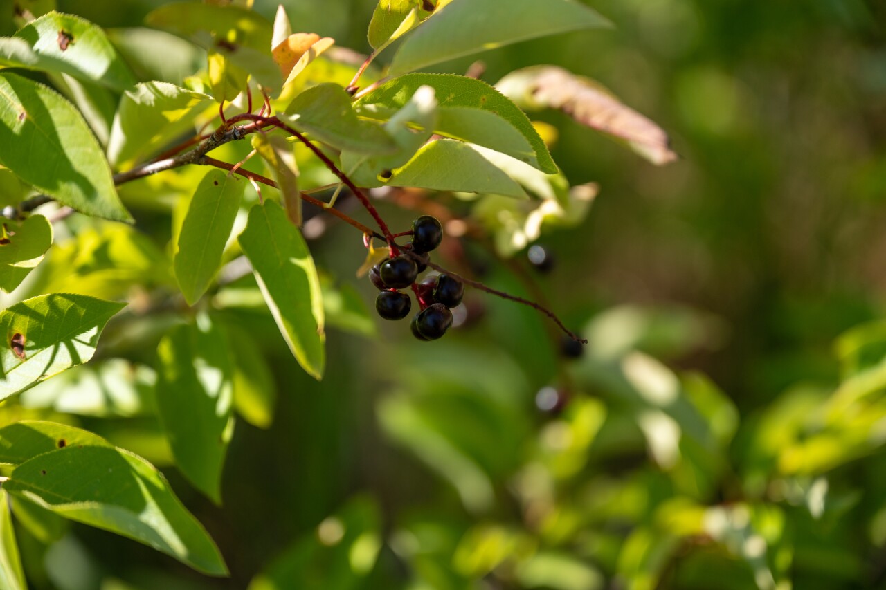 Montana Choke Cherries.jpg
