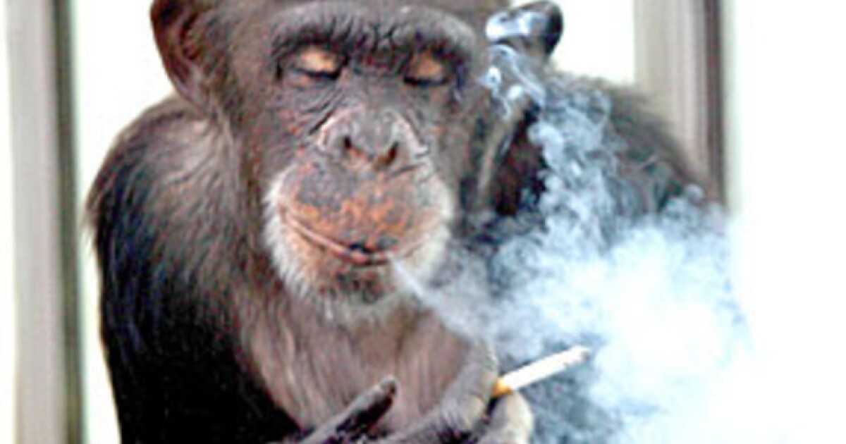 can monkeys smoke cigarettes Smoking orangutan video goes viral, draws criticism from animal rights activists Monkey smoking hi-res stock photography