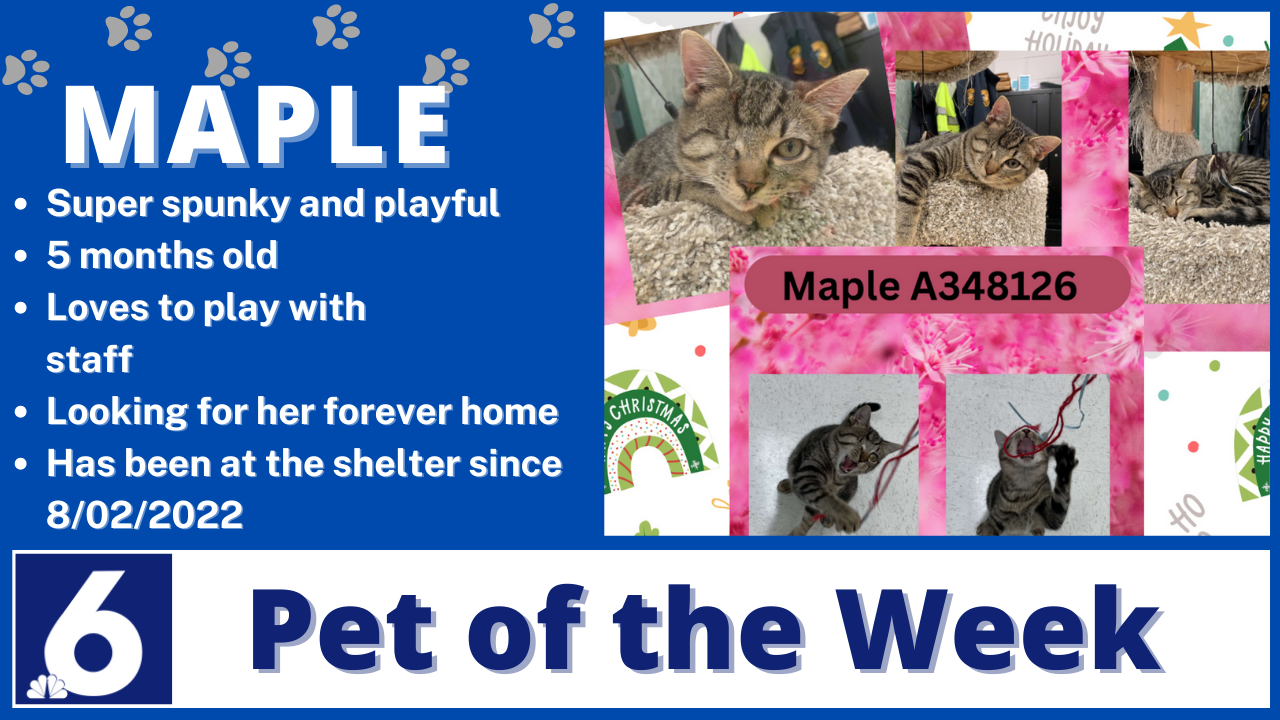 Pet Of The Week: Maple