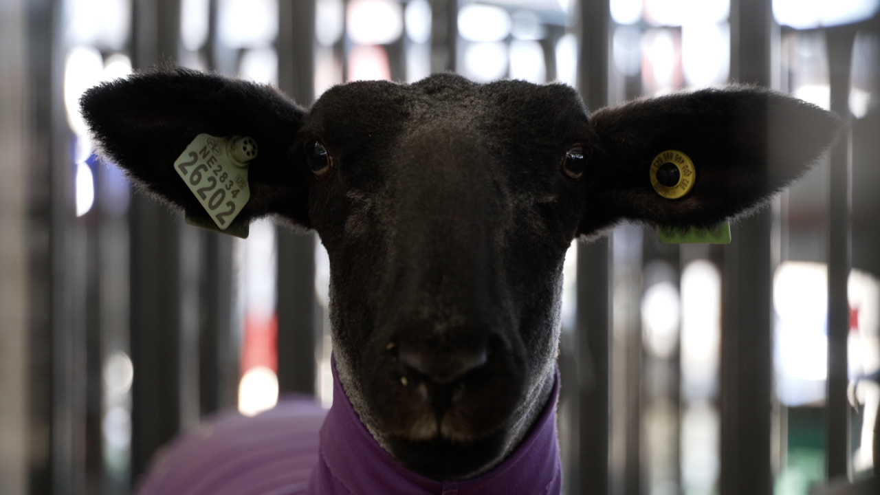 Wasco FFA students showcase animals, life skills at Kern County Fair